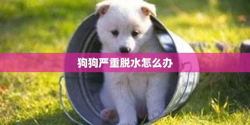 狗狗严重脱水怎么办