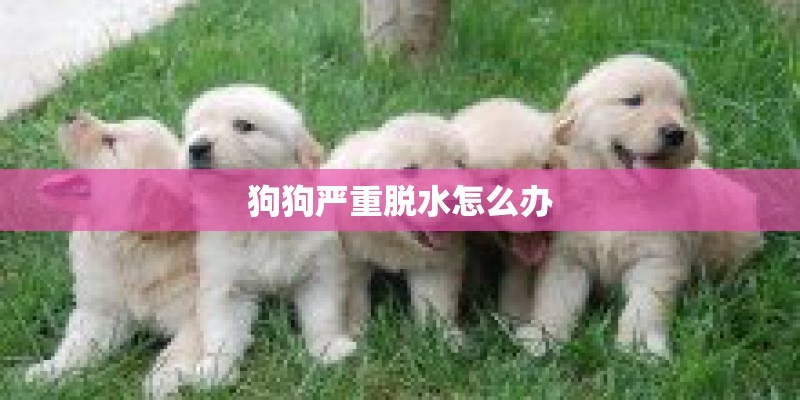 狗狗严重脱水怎么办