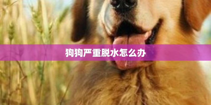 狗狗严重脱水怎么办