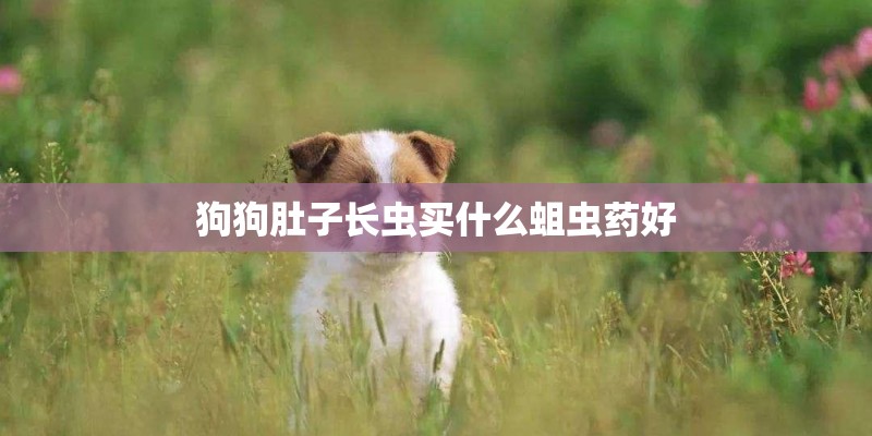 狗狗肚子长虫买什么蛆虫药好
