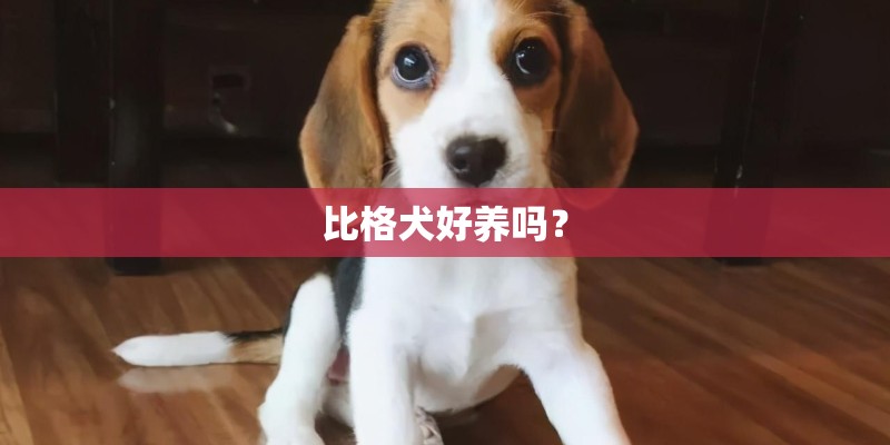 比格犬好养吗？