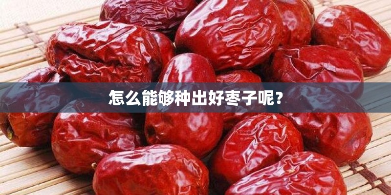 怎么能够种出好枣子呢？
