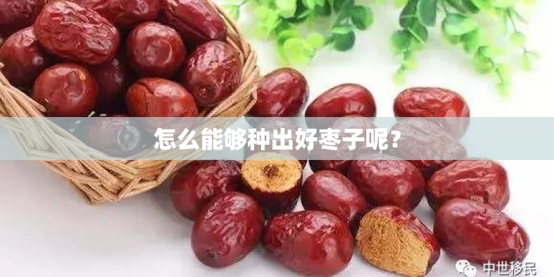 怎么能够种出好枣子呢？