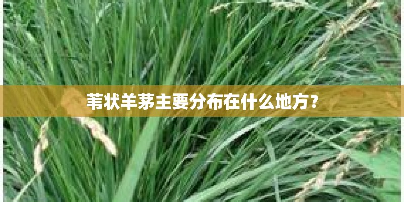 苇状羊茅主要分布在什么地方？