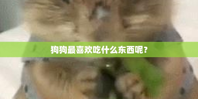 狗狗最喜欢吃什么东西呢？