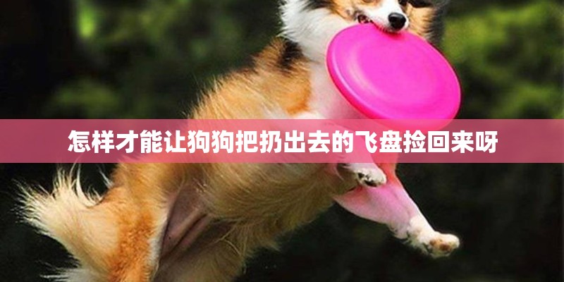 怎样才能让狗狗把扔出去的飞盘捡回来呀