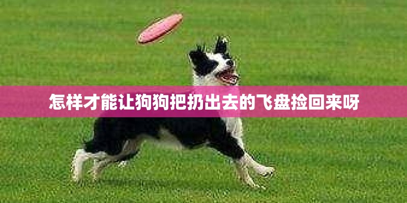 怎样才能让狗狗把扔出去的飞盘捡回来呀 怎样才能让狗狗把扔出去的飞盘捡回来呀
