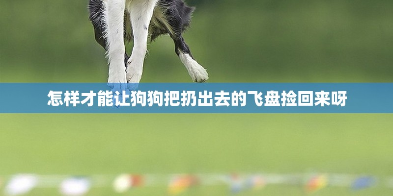 怎样才能让狗狗把扔出去的飞盘捡回来呀 怎样才能让狗狗把扔出去的飞盘捡回来呀
