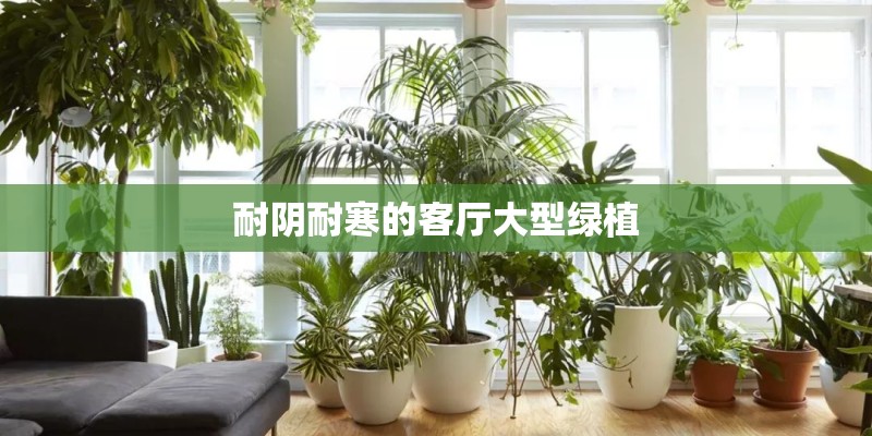 耐阴耐寒的客厅大型绿植