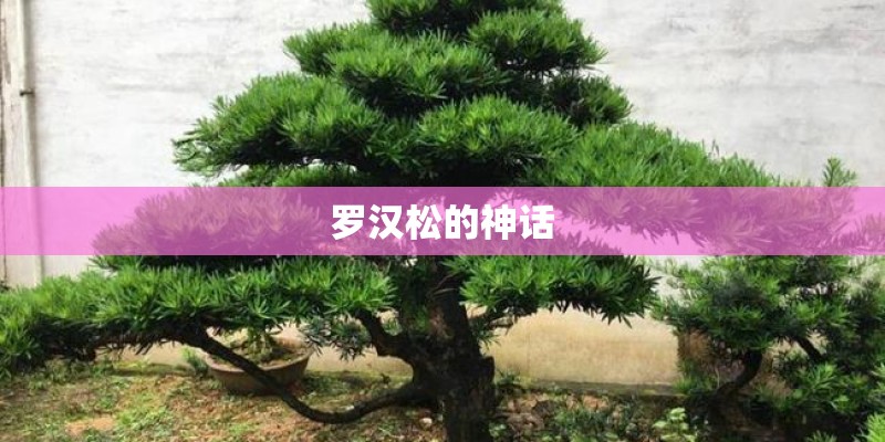 罗汉松的神话