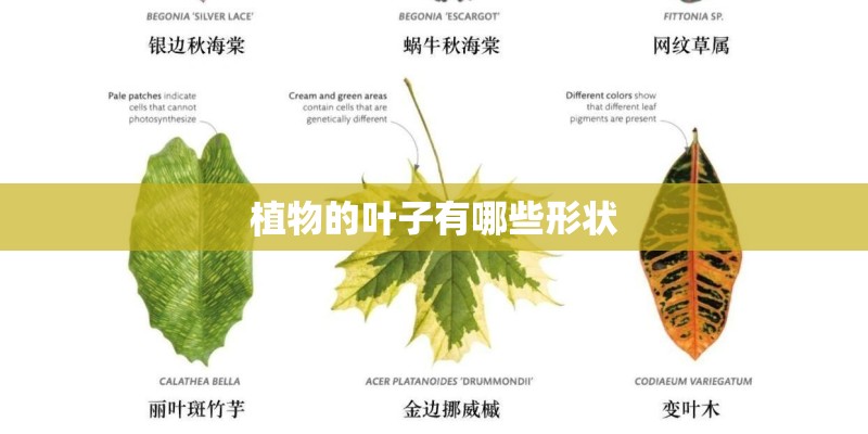 植物的叶子有哪些形状