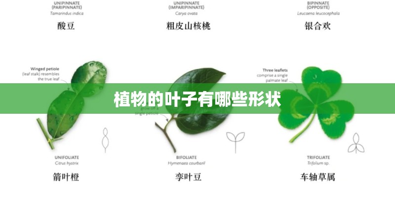 植物的叶子有哪些形状