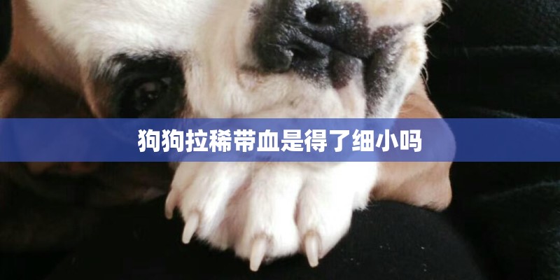 狗狗拉稀带血是得了细小吗