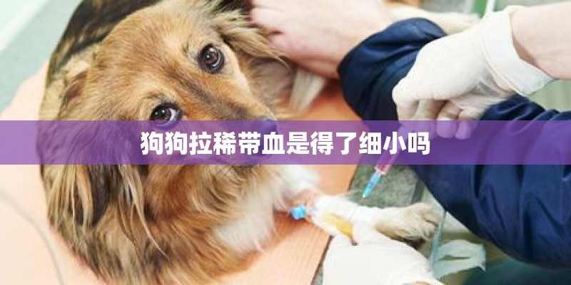 狗狗拉稀带血是得了细小吗