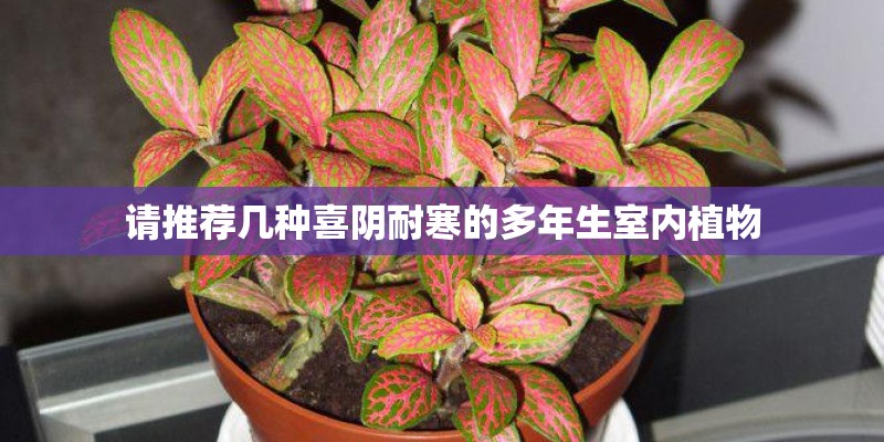 请推荐几种喜阴耐寒的多年生室内植物