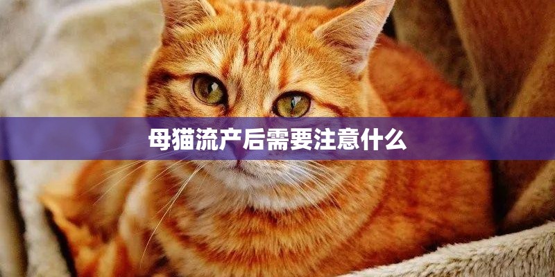 母猫流产后需要注意什么