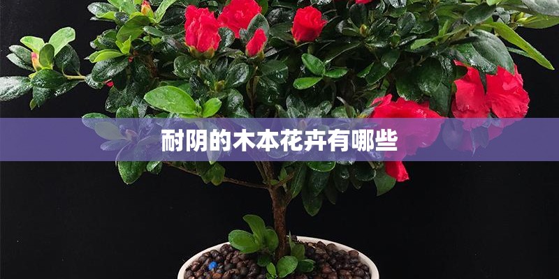耐阴的木本花卉有哪些