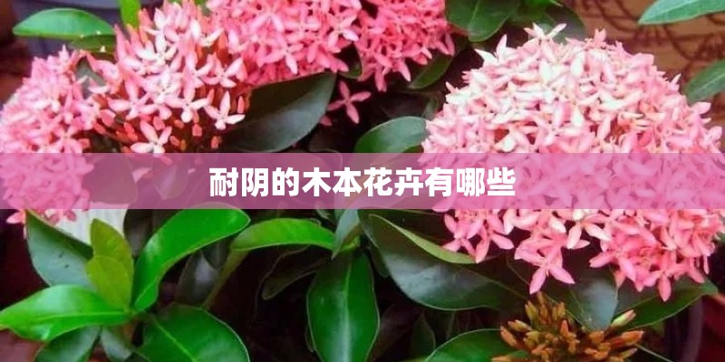 耐阴的木本花卉有哪些