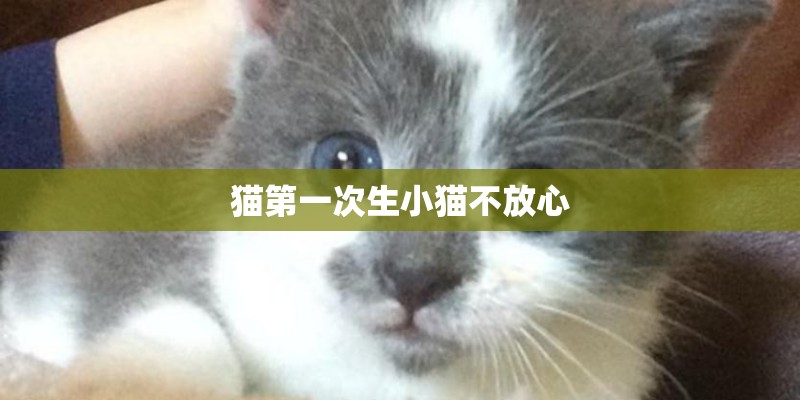 猫第一次生小猫不放心