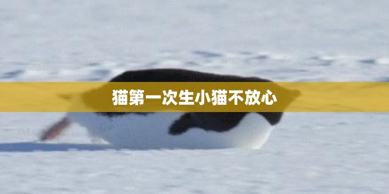 猫第一次生小猫不放心