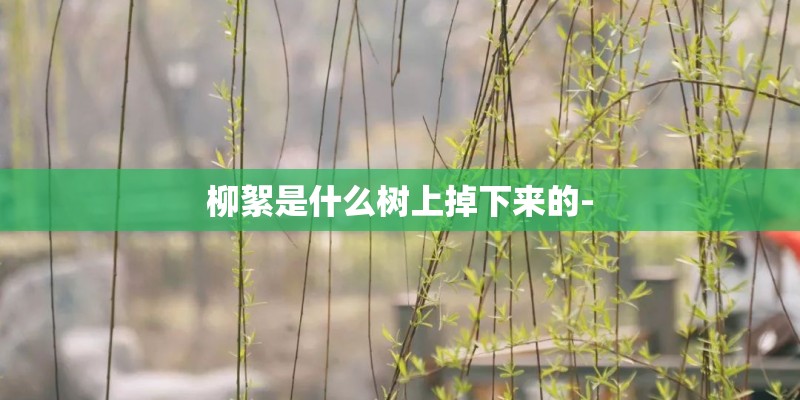 柳絮是什么树上掉下来的-