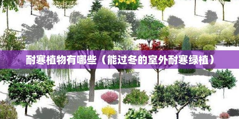 耐寒植物有哪些（能过冬的室外耐寒绿植）