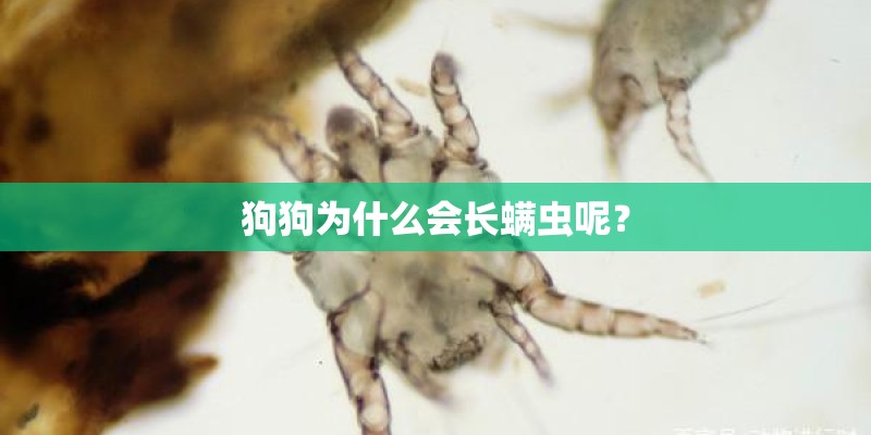 狗狗为什么会长螨虫呢？