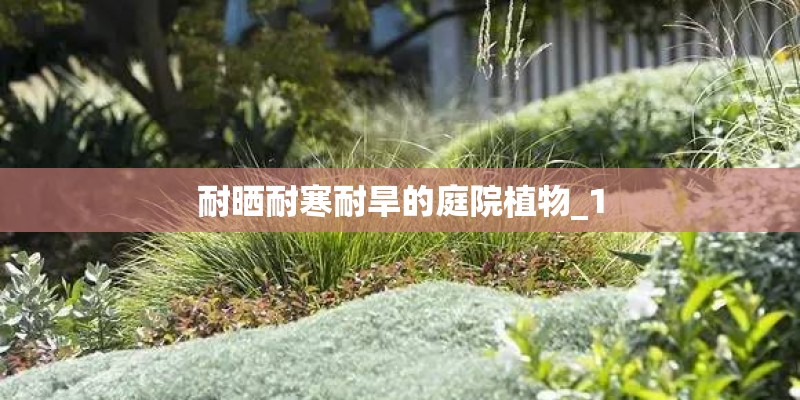 耐晒耐寒耐旱的庭院植物_1
