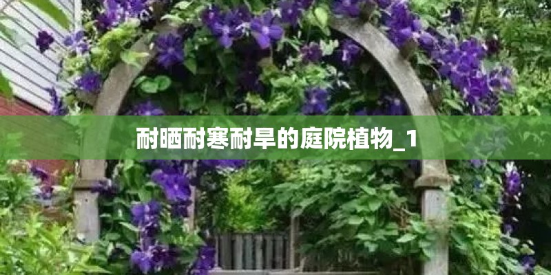 耐晒耐寒耐旱的庭院植物_1