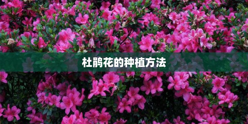 杜鹃花的种植方法