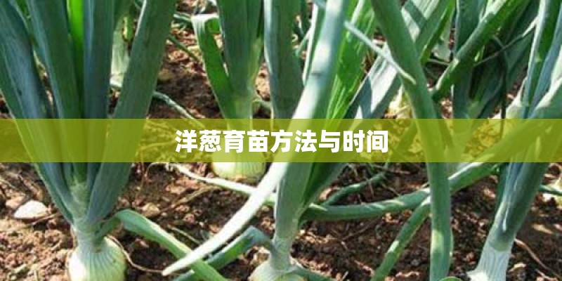 洋葱育苗方法与时间
