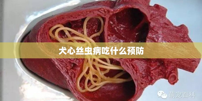 犬心丝虫病吃什么预防