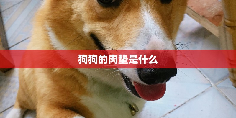 狗狗的肉垫是什么
