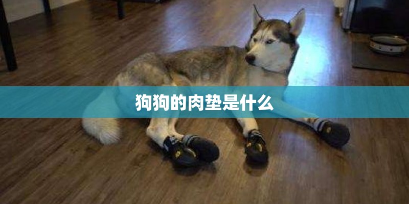 狗狗的肉垫是什么