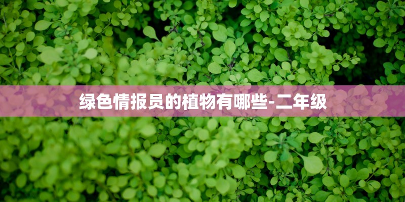 绿色情报员的植物有哪些-二年级