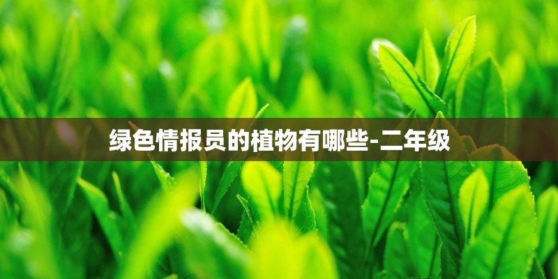 绿色情报员的植物有哪些-二年级