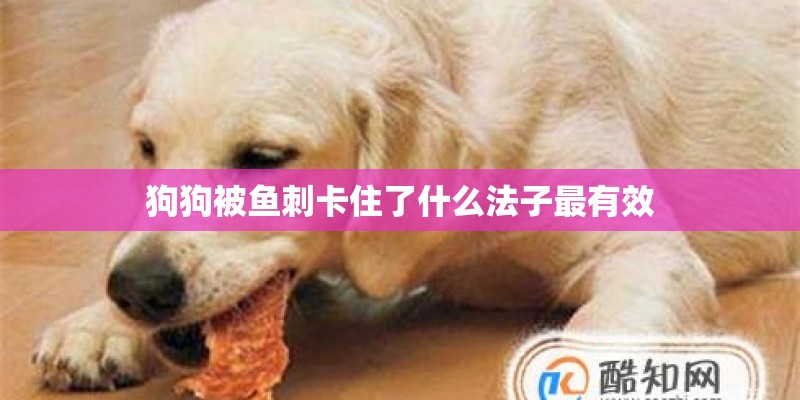 狗狗被鱼刺卡住了什么法子最有效