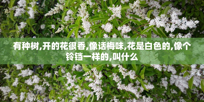 有种树,开的花很香,像话梅味,花是白色的,像个铃铛一样的,叫什么