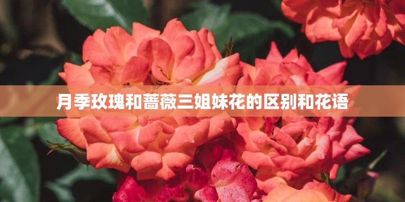 月季玫瑰和蔷薇三姐妹花的区别和花语