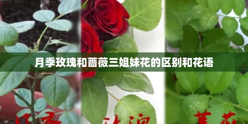 月季玫瑰和蔷薇三姐妹花的区别和花语