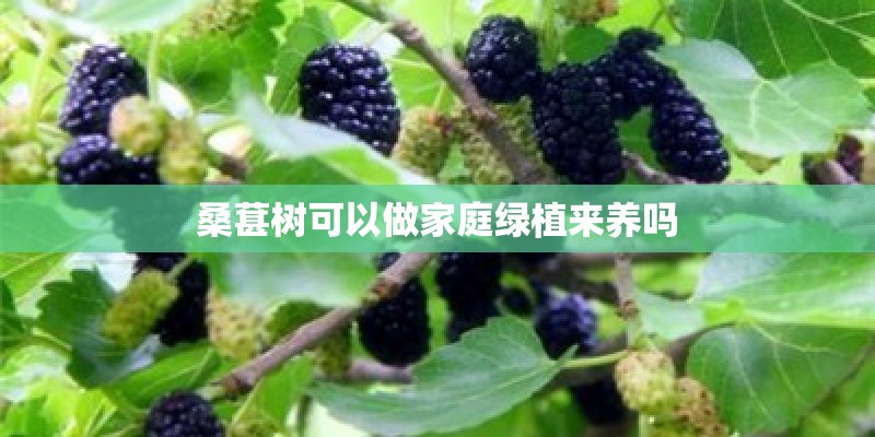 桑葚树可以做家庭绿植来养吗