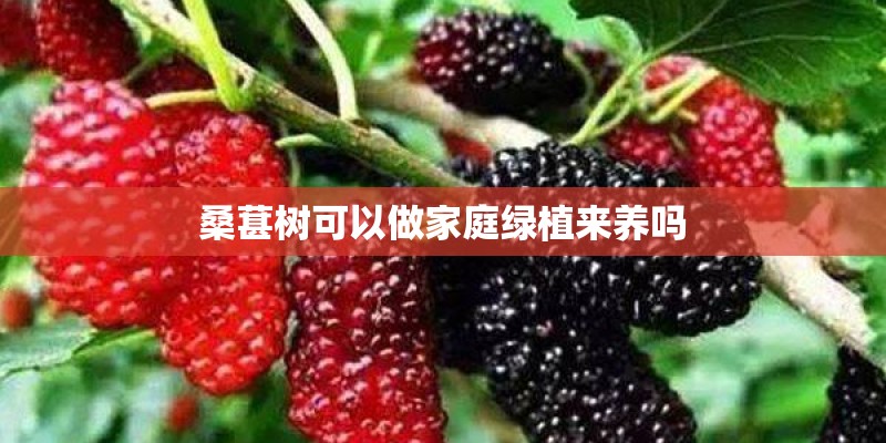 桑葚树可以做家庭绿植来养吗