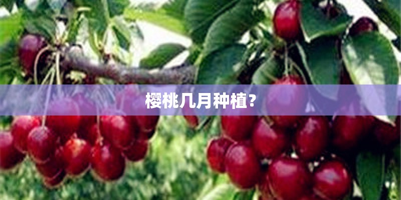 樱桃几月种植？
