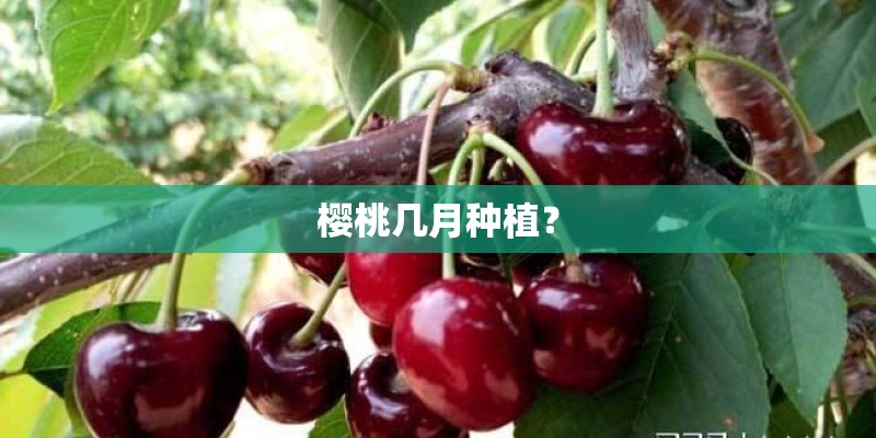 奇楠沉香苗有哪些品种 奇楠沉香苗有哪些品种