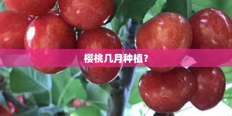 樱桃几月种植？