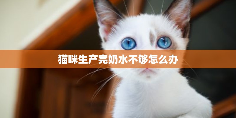 猫咪生产完奶水不够怎么办