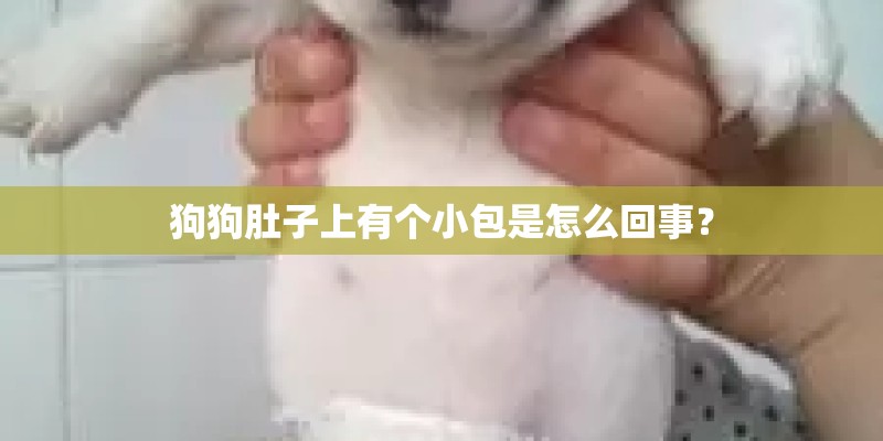 狗狗肚子上有个小包是怎么回事？