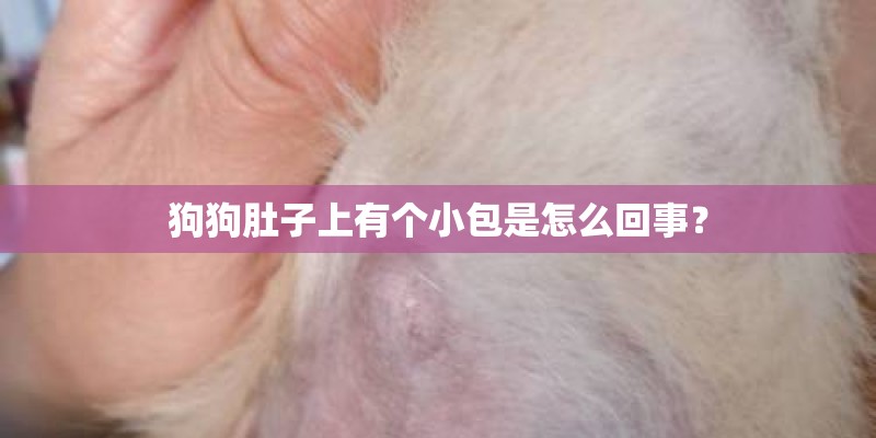 狗狗肚子上有个小包是怎么回事? 狗狗肚子上有个小包是怎么回事?