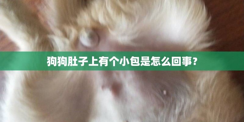 狗狗肚子上有个小包是怎么回事? 狗狗肚子上有个小包是怎么回事?