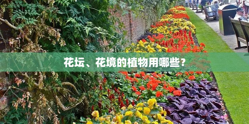 花坛、花境的植物用哪些？